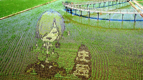3D-рисунки на рисовых полях Северо-Восточного Китая 