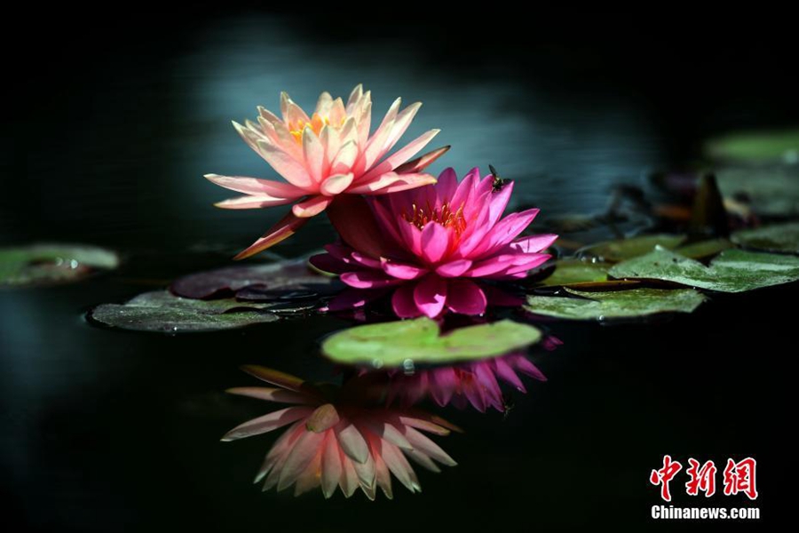 Цветущие лотосы в г. Куньмин провинции Юньнань 