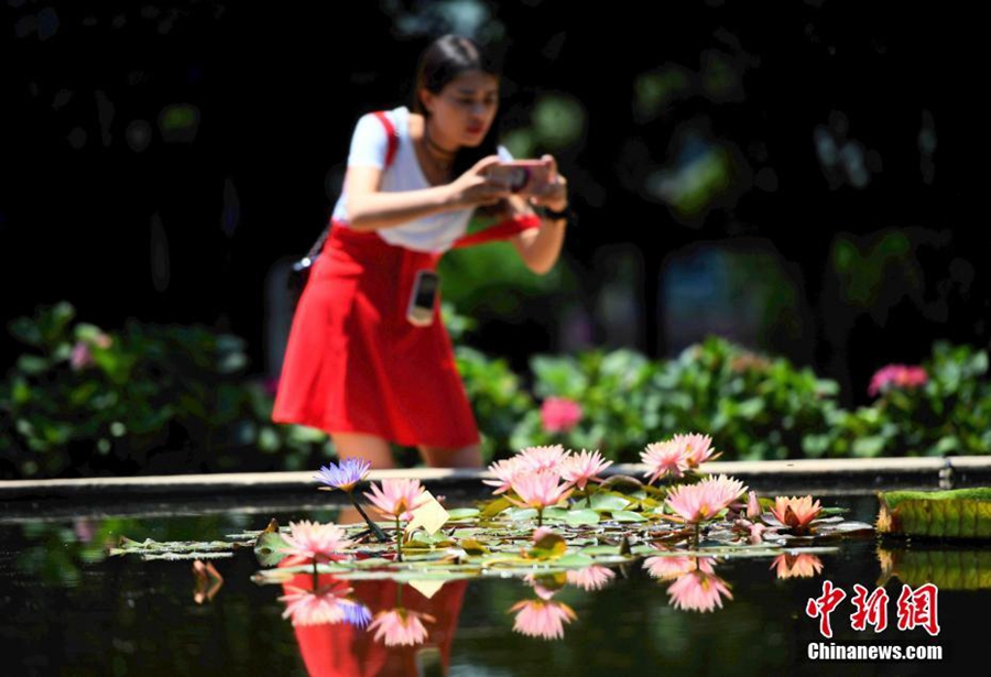 Цветущие лотосы в г. Куньмин провинции Юньнань 