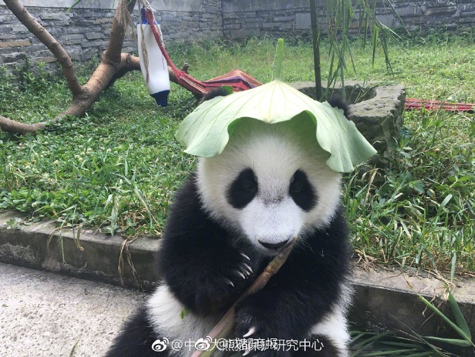 Милая панда в шляпке из лотосового листа