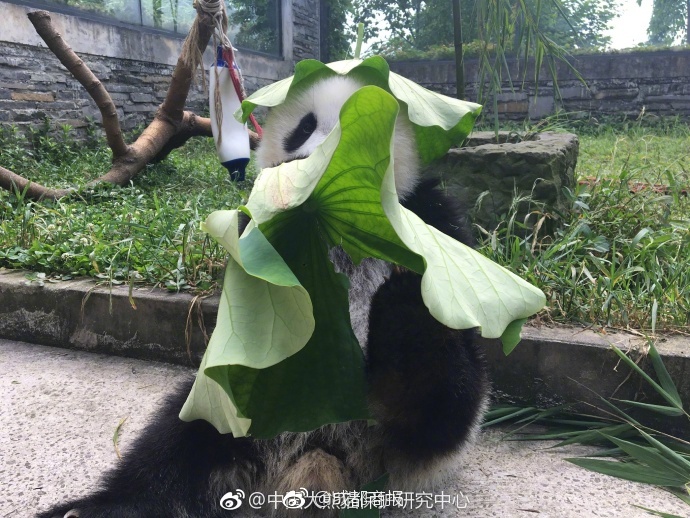 Милая панда в шляпке из лотосового листа