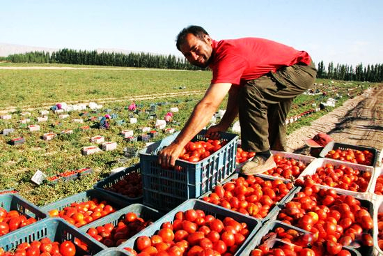 «Красная индустрия» на Шелковом пути: предприятие СУАР в Казахстане выращивает помидоры