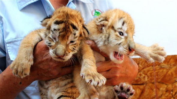 В парке диких животных в Жунчэне родились тигрята