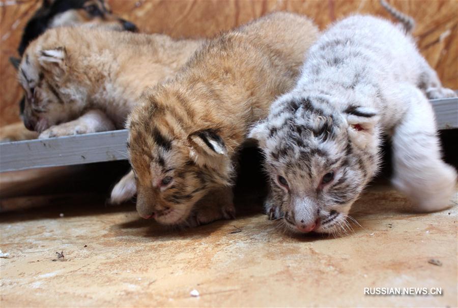 В парке диких животных в Жунчэне родились тигрята