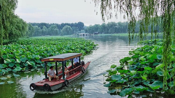 Пекин: Цветение лотоса в парке Юаньминъюань
