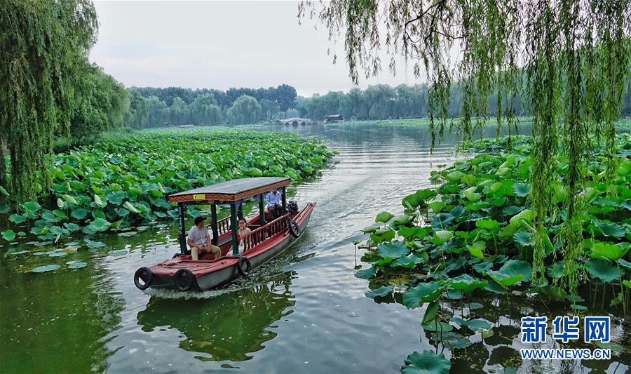 Пекин: Цветение лотоса в парке Юаньминъюань