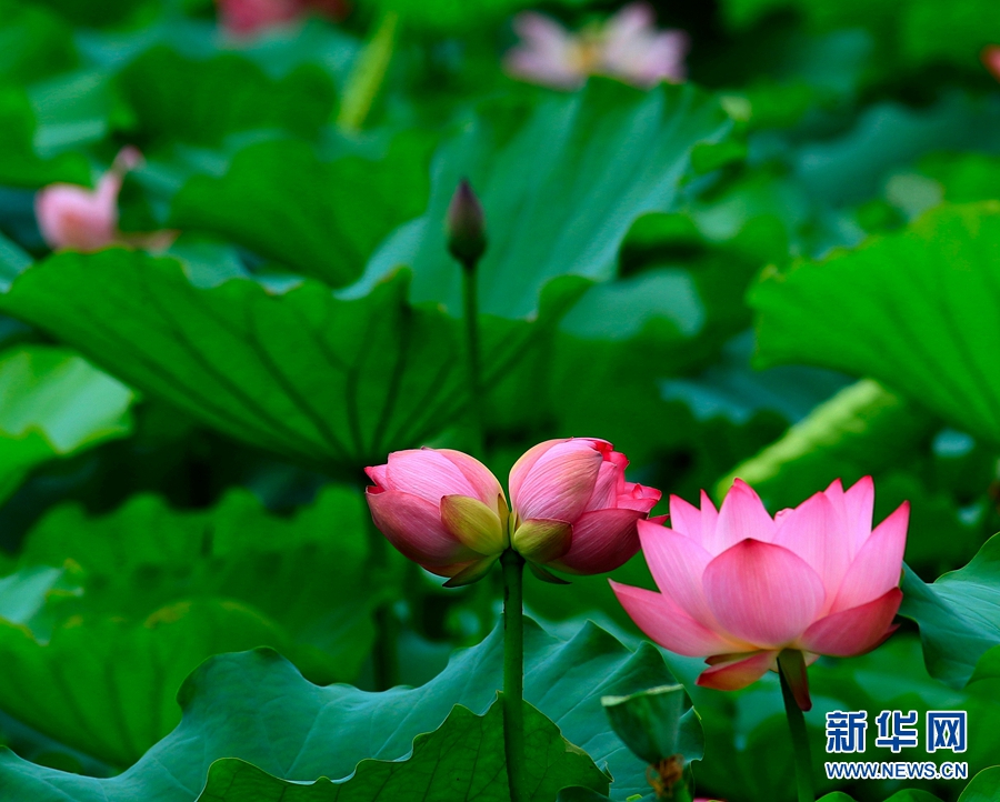 Цветущие лотосы в городе Шэньчжэнь 