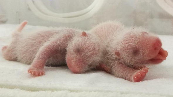 Трое детенышей панды родились в северо-западной китайской провинции Шэньси