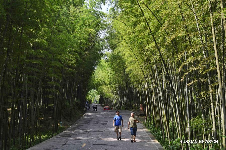 'Бамбуковое море' в провинции Сычуань