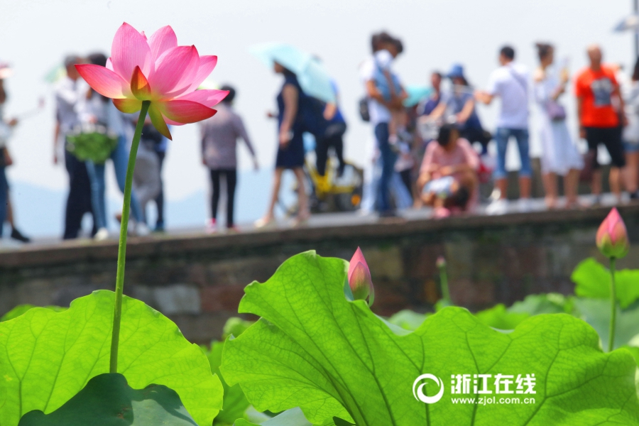 Чарующие лотосы на озере Сиху города Ханчжоу