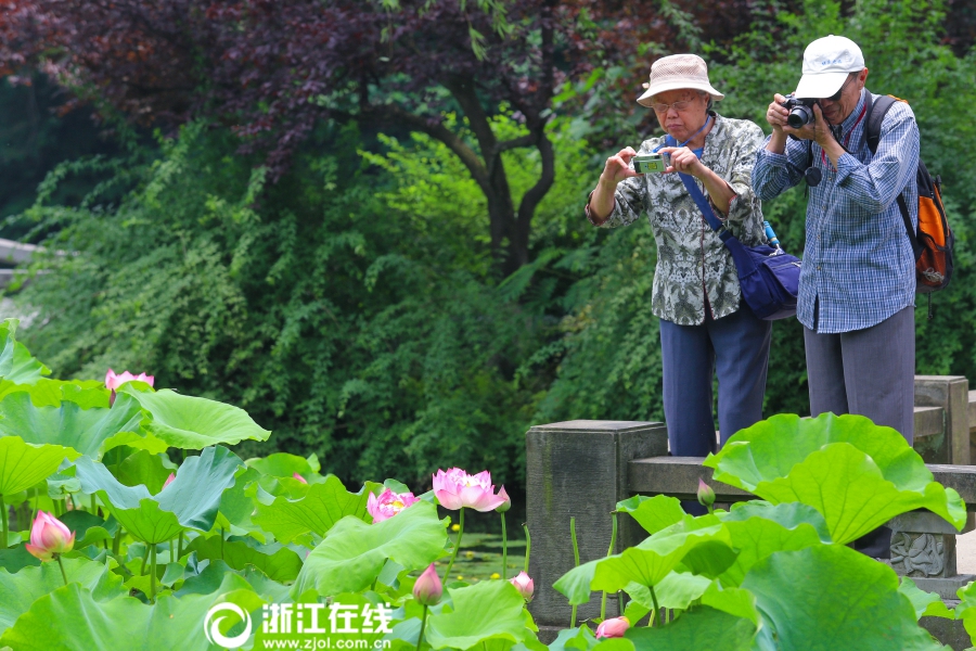 Чарующие лотосы на озере Сиху города Ханчжоу