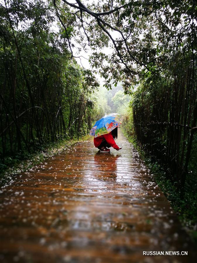 Ландшафтный парк Цзиньфошань под пеленой дождя