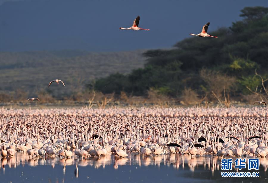 Озеро Богория в Кении – рай для фламинго