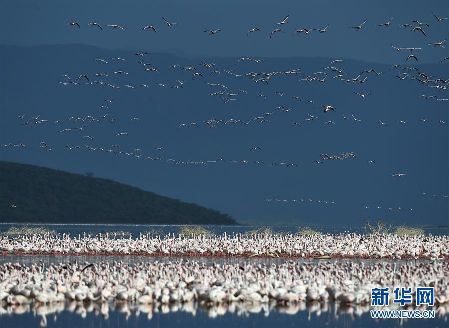 Озеро Богория в Кении – рай для фламинго