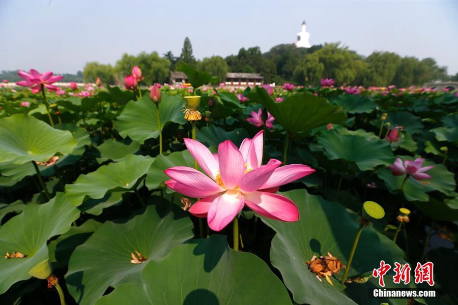 Цветение лотосов в пекинском парке Бэйхай