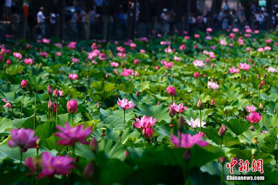 Цветение лотосов в пекинском парке Бэйхай