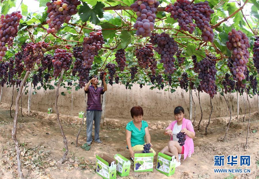 Уезд Хуайлай провинции Хэбэй: выращивание винограда принесло прибыль местным крестьянам