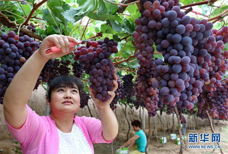Уезд Хуайлай провинции Хэбэй: выращивание винограда принесло прибыль местным крестьянам