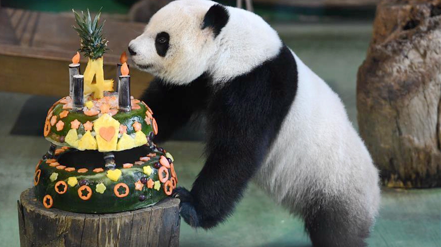 Панда «Юаньцзай» отметил свой 4-й день рождения в Тайбэйском зоопарке