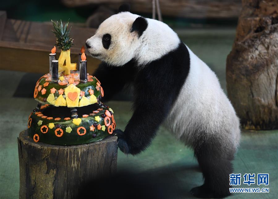 Панда «Юаньцзай» отметил свой 4-й день рождения в Тайбэйском зоопарке