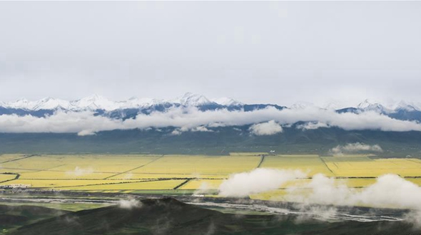 Цветущие рапсовые поля в уезде Мэньюань