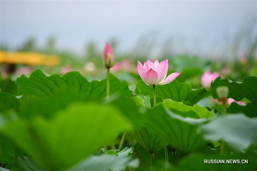 Цветение лотосов на озере Лунху