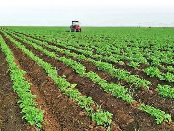 «Один пояс, один путь» задает тон поставкам в Казахстан рассады картофеля из уезда Лаолин