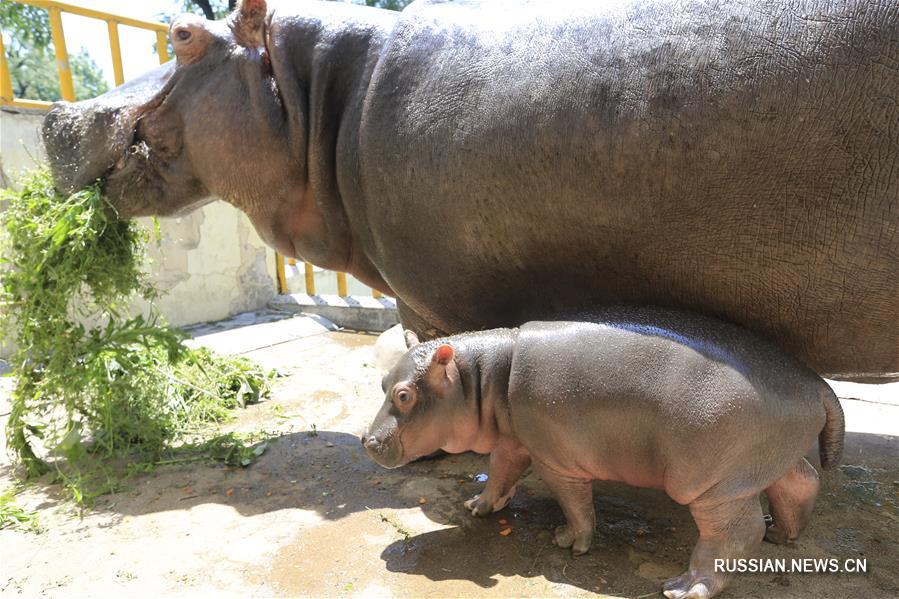В зоопарке Цзинаня показали детеныша бегемота