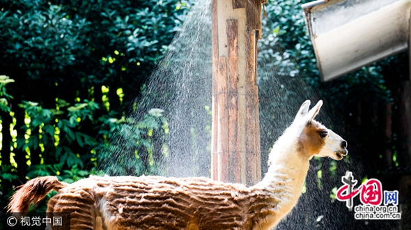 В зоопарке г. Ханчжоу установлены насадки для душа, чтобы животные могли принять холодный душ в летнюю жару