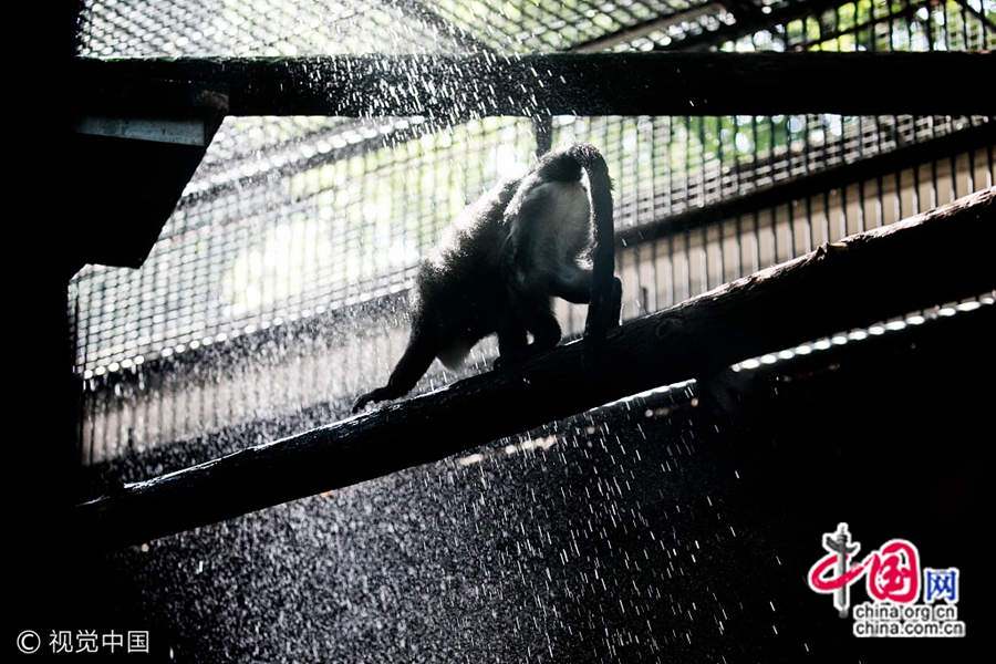 13 июля, у животных в зоопарке Ханчжоу есть разнообразные способы для спасения от жары. 