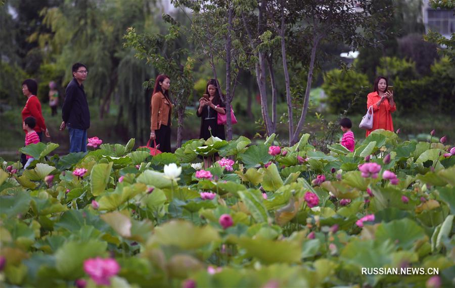 Цветение лотосов в провинции Юньнань