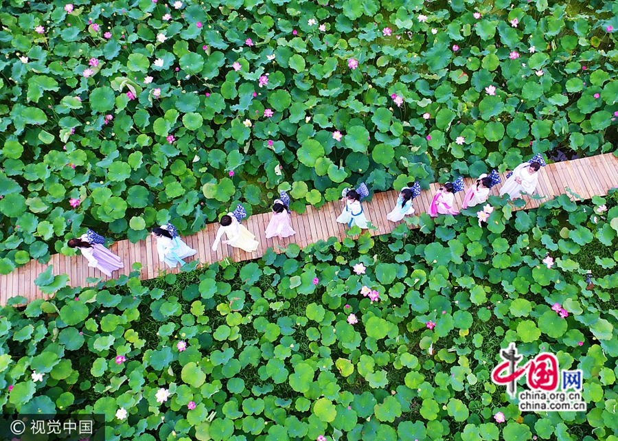 Цветущие лотосы в уезде Аньцзи провинции Чжэцзян привлекают туристов