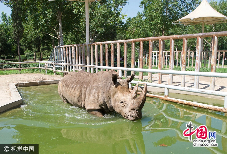 Город Цзинань: животные в зоопарке спасаются от жары