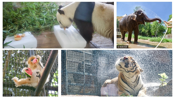 Город Цзинань: животные в зоопарке спасаются от жары