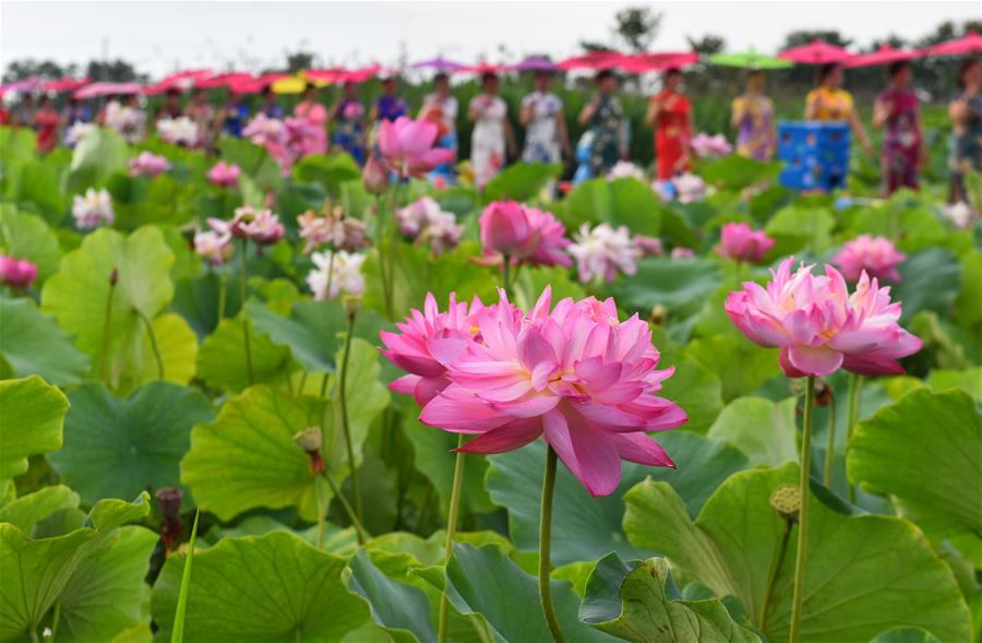 Шоу ципао среди цветущих лотосов в Мяньчжу 