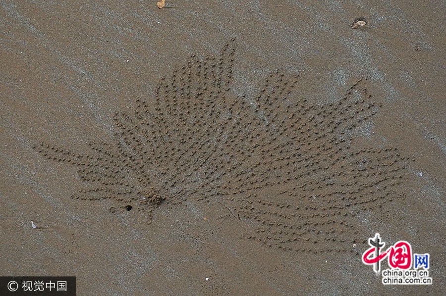 16 июля, г. Циндао, пров. Шаньдун, после сильного прилива песчаные крабы, живущие в норах на пляже, один за другим стали выбираться на поверхность, рисуя клешнями на песке восхитительные картины. 