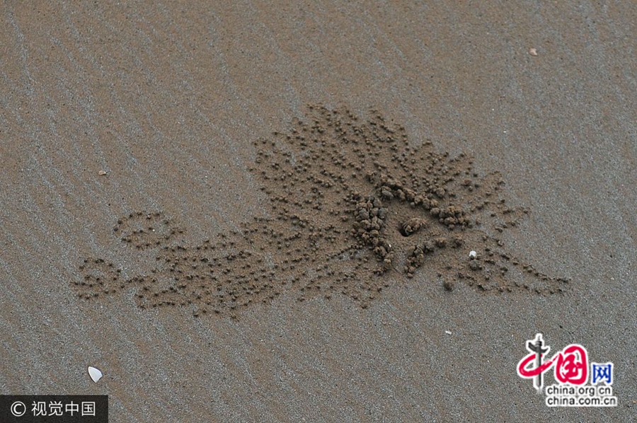 Эти маленькие художники в своей неповторимой манере изобразили цветы и птиц, оставив на мокром песке первобытные произведения искусства.