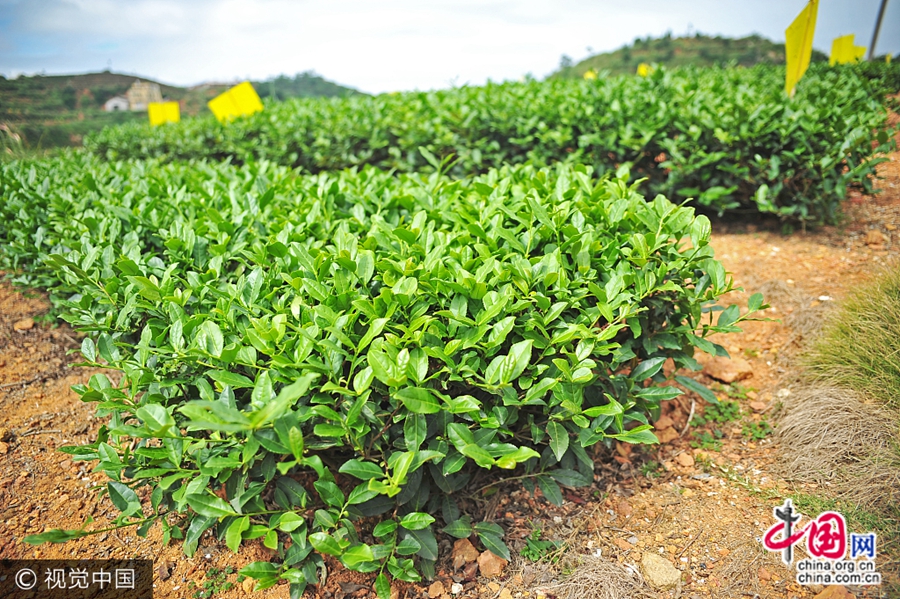 Чай «Те Гуаньинь» из уезда Аньси города Цюаньчжоу известен во всем мире