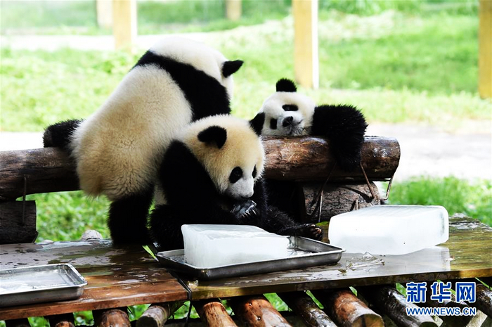 Зоопарк г. Чунцин организовал животным «прохладное и приятное лето»