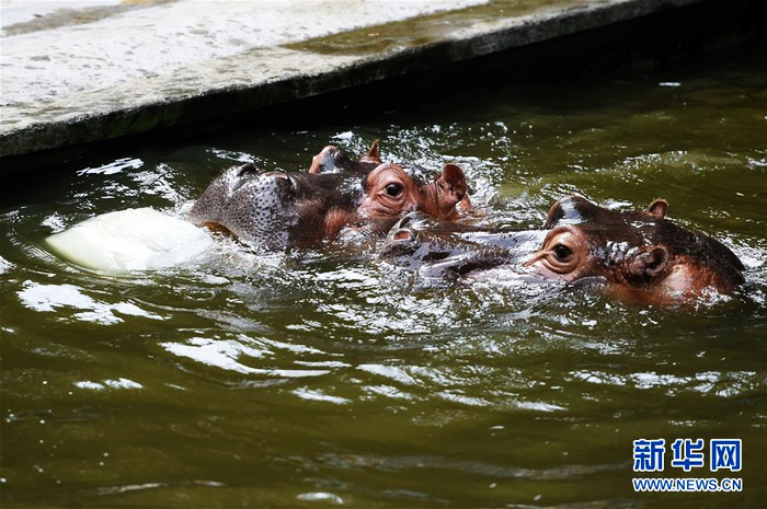 Зоопарк г. Чунцин организовал животным «прохладное и приятное лето»