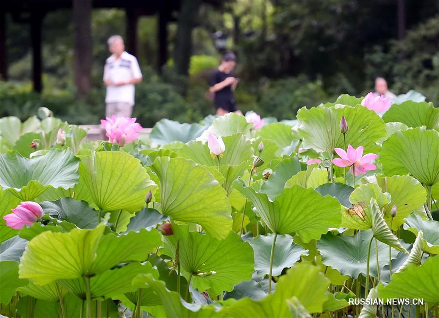 Летняя гармония цветов и птиц в парках Фучжоу