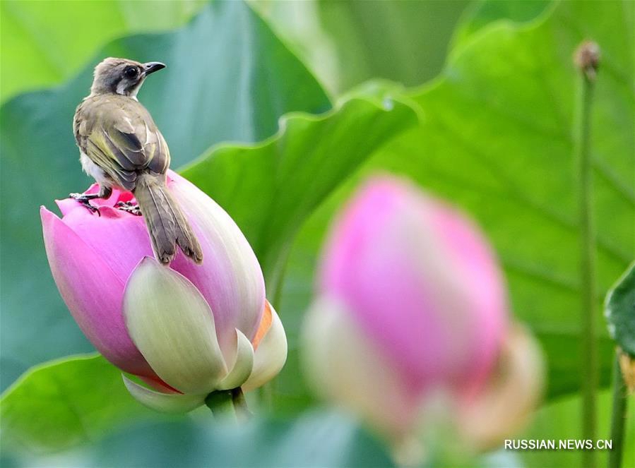 Летняя гармония цветов и птиц в парках Фучжоу