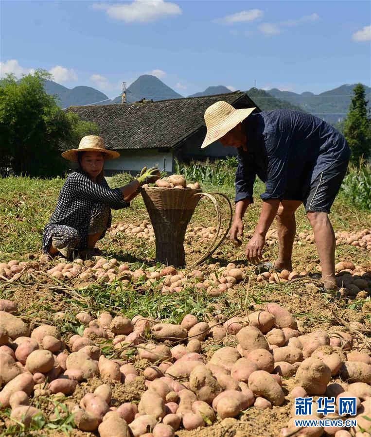 В городском уезде Эньши провинции Хубэй наступает сезон сбора картофеля