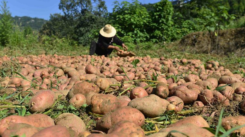 В городском уезде Эньши провинции Хубэй наступает сезон сбора картофеля