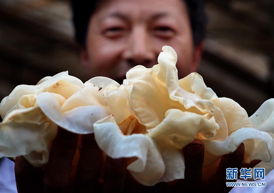 Выращивание съедобных грибов помогает увеличивать доходы крестьян уезда Луаньчуань