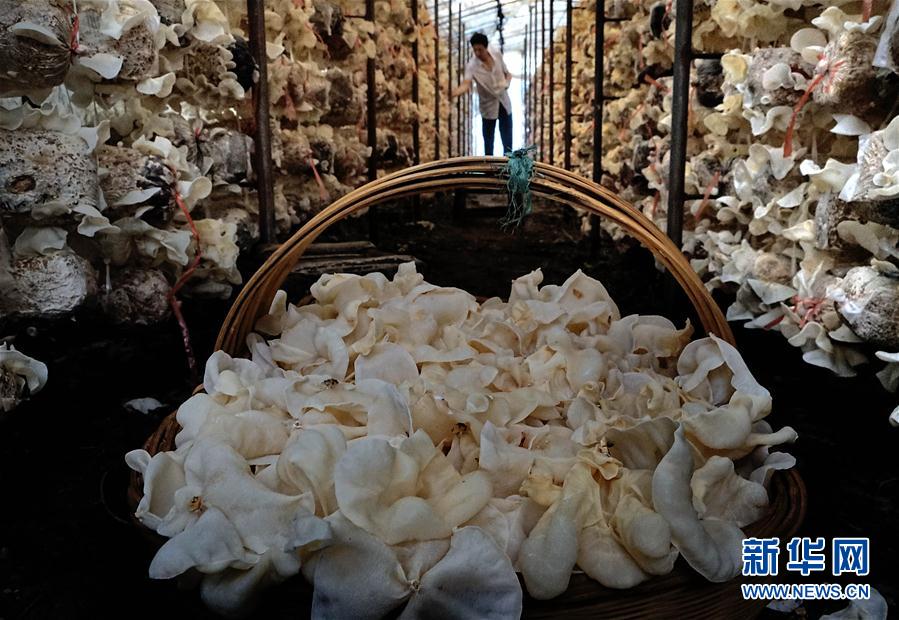 Выращивание съедобных грибов помогает увеличивать доходы крестьян уезда Луаньчуань