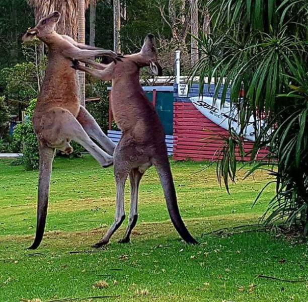 Необычные факты о жизни в Австралии