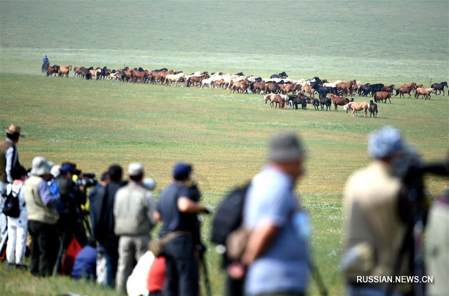 Во Внутренней Монголии принимаются активные меры по восстановлению поголовья монгольских лошадей 