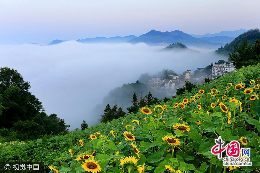 26 июля, в древнем селе Шитань у подножья гор Хуаньшань. Цветущие подсолнечники превратили древнее село в разгар лета в «золотое море». Красивое зрелище, как на картине.