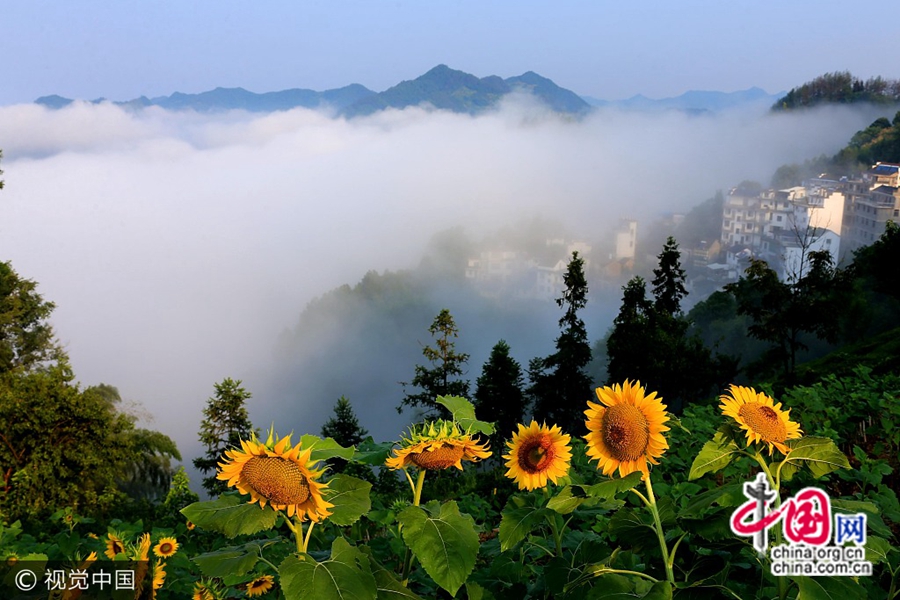 26 июля, в древнем селе Шитань у подножья гор Хуаньшань. Цветущие подсолнечники превратили древнее село в разгар лета в «золотое море». Красивое зрелище, как на картине.